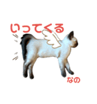 凛ちゃんなの②仲間もいるなの（個別スタンプ：4）