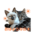 凛ちゃんなの②仲間もいるなの（個別スタンプ：5）