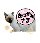 凛ちゃんなの②仲間もいるなの（個別スタンプ：15）