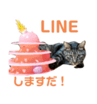 凛ちゃんなの②仲間もいるなの（個別スタンプ：20）