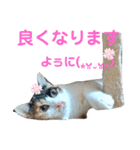 凛ちゃんなの②仲間もいるなの（個別スタンプ：23）