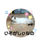凛ちゃんなの②仲間もいるなの（個別スタンプ：25）