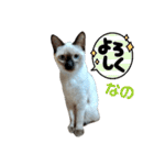 凛ちゃんなの②仲間もいるなの（個別スタンプ：27）