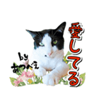 推し猫スタンプ(あつべえ)（個別スタンプ：1）