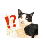 推し猫スタンプ(あつべえ)（個別スタンプ：4）