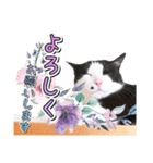 推し猫スタンプ(あつべえ)（個別スタンプ：5）