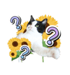 推し猫スタンプ(あつべえ)（個別スタンプ：6）