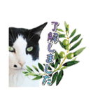 推し猫スタンプ(あつべえ)（個別スタンプ：7）