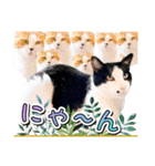 推し猫スタンプ(あつべえ)（個別スタンプ：8）