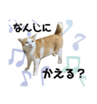 可愛いぬこたち（個別スタンプ：5）