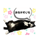 可愛いぬこたち（個別スタンプ：11）