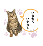 可愛いぬこたち（個別スタンプ：13）