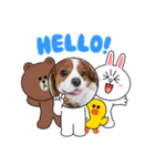 夏バーゲン犬（個別スタンプ：1）