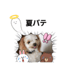 夏バーゲン犬（個別スタンプ：2）