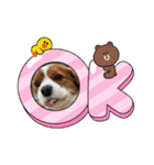 夏バーゲン犬（個別スタンプ：4）