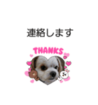 夏バーゲン犬（個別スタンプ：5）