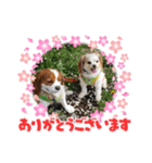 夏バーゲン犬（個別スタンプ：6）