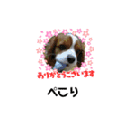 夏バーゲン犬（個別スタンプ：8）