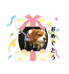 夏バーゲン犬（個別スタンプ：9）