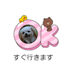 夏バーゲン犬（個別スタンプ：11）