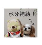 夏バーゲン犬（個別スタンプ：13）