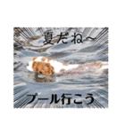 夏バーゲン犬（個別スタンプ：17）