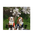 夏バーゲン犬（個別スタンプ：18）