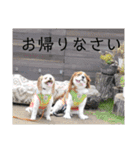 夏バーゲン犬（個別スタンプ：19）