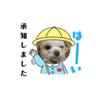 夏バーゲン犬（個別スタンプ：20）
