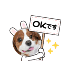 夏バーゲン犬（個別スタンプ：22）