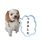 夏バーゲン犬（個別スタンプ：24）