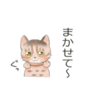 猫ちゃん's静岡弁（個別スタンプ：13）