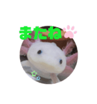 ウーパーもちこと一緒 5（個別スタンプ：4）