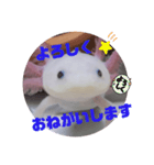 ウーパーもちこと一緒 5（個別スタンプ：6）