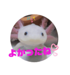 ウーパーもちこと一緒 5（個別スタンプ：7）