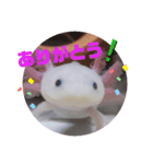 ウーパーもちこと一緒 5（個別スタンプ：9）