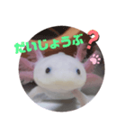 ウーパーもちこと一緒 5（個別スタンプ：10）