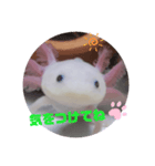 ウーパーもちこと一緒 5（個別スタンプ：12）