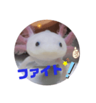 ウーパーもちこと一緒 5（個別スタンプ：13）