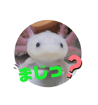 ウーパーもちこと一緒 5（個別スタンプ：14）