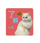 しーまとらんすたんぷ part1（個別スタンプ：2）
