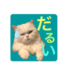 しーまとらんすたんぷ part1（個別スタンプ：3）