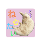 しーまとらんすたんぷ part1（個別スタンプ：4）