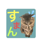 しーまとらんすたんぷ part1（個別スタンプ：5）