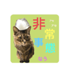しーまとらんすたんぷ part1（個別スタンプ：7）