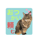 しーまとらんすたんぷ part1（個別スタンプ：8）