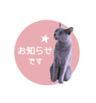 マーブル＆ミント2（個別スタンプ：30）
