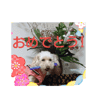 ももちゃんトイプードル（個別スタンプ：1）