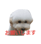 ももちゃんトイプードル（個別スタンプ：3）