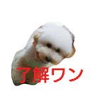ももちゃんトイプードル（個別スタンプ：10）